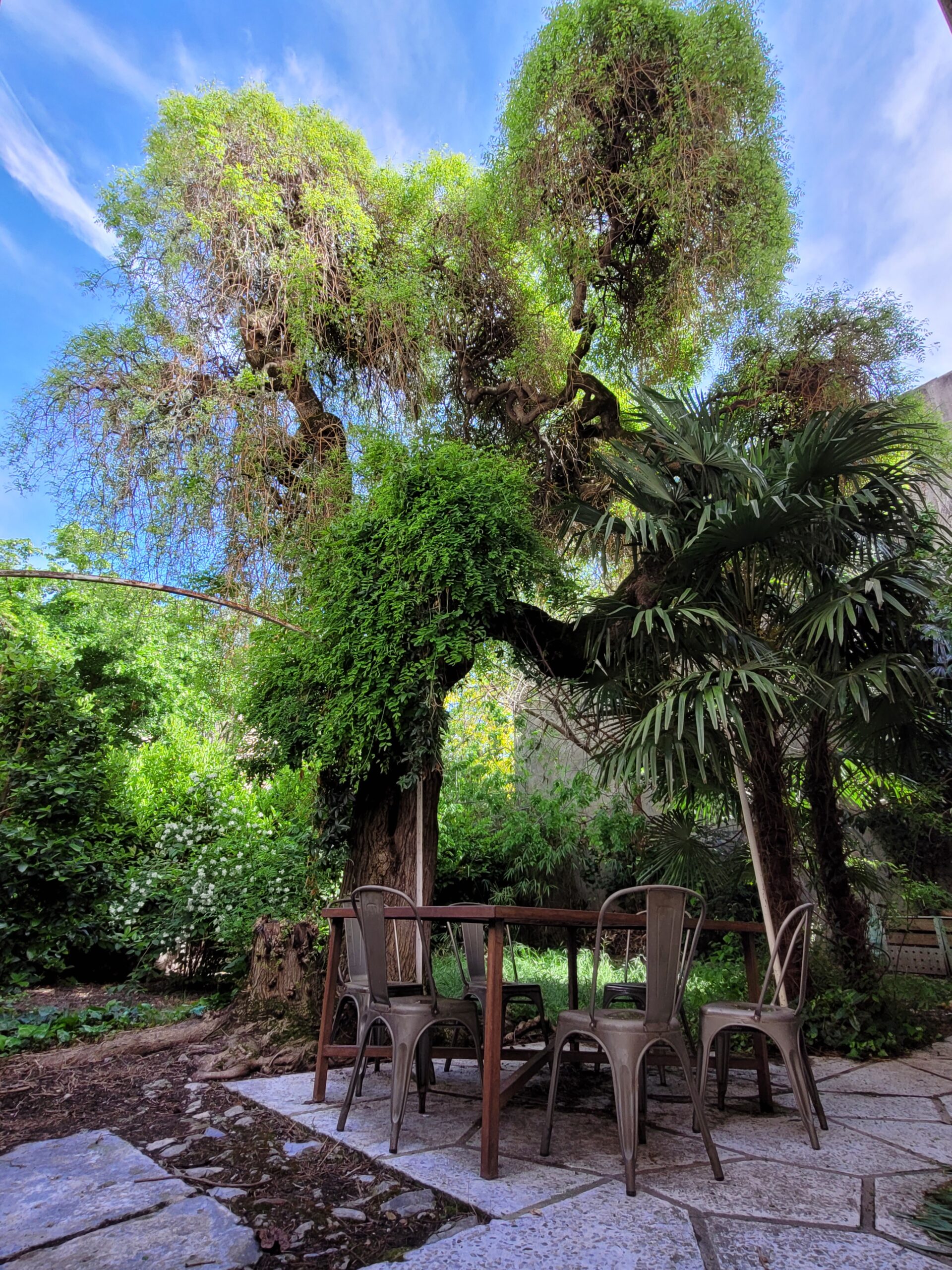 Le Sophora dans notre jardin